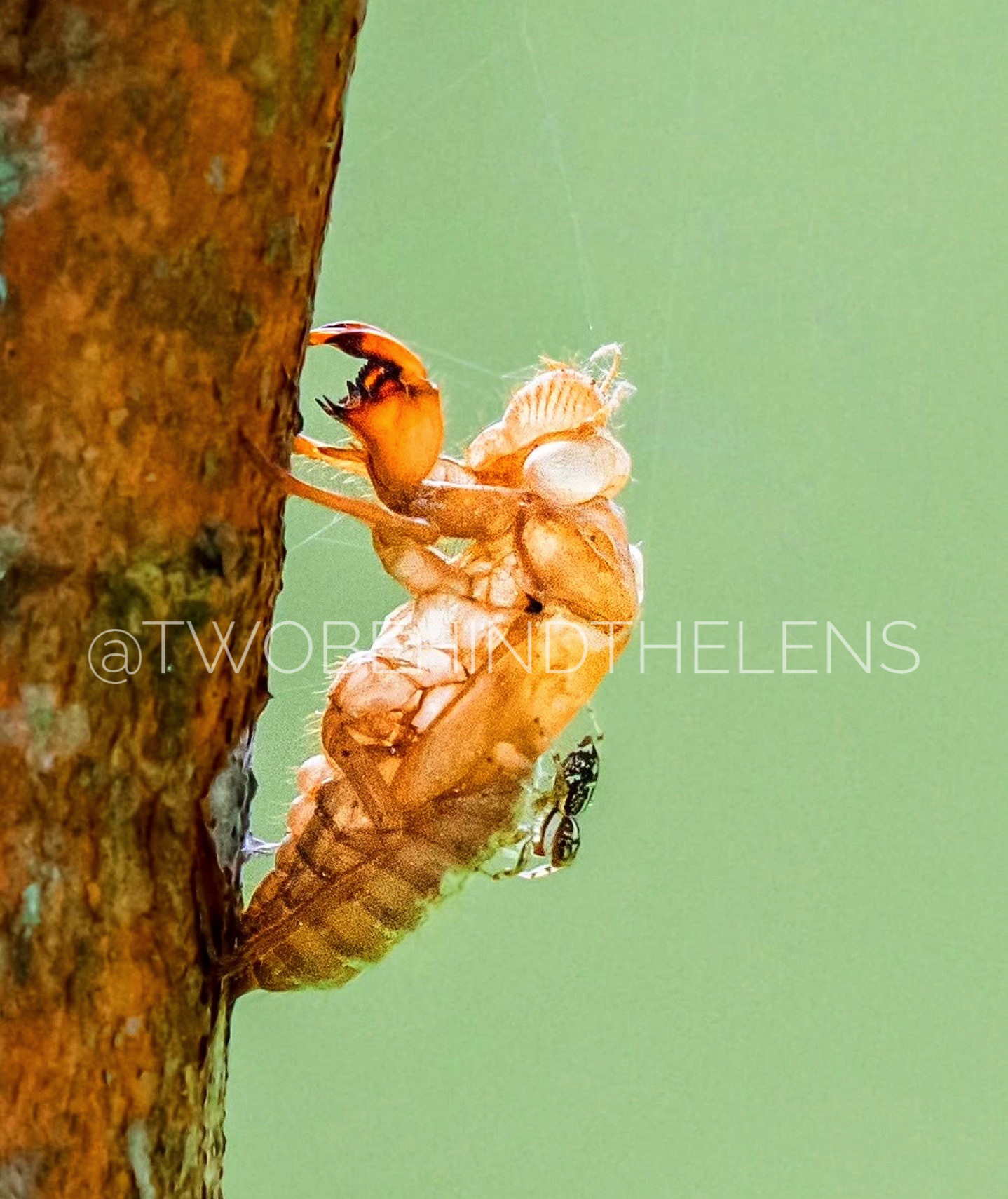 Wildlife Print 12